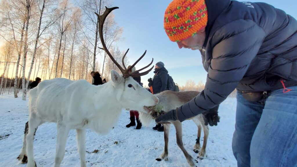 Gruppe von Gästen füttert Rentiere auf der Elchfarm Cape Wild.