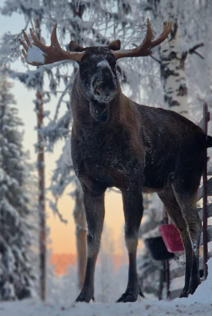 imposanter Elch mit riesigem Geweih in Cape Wild