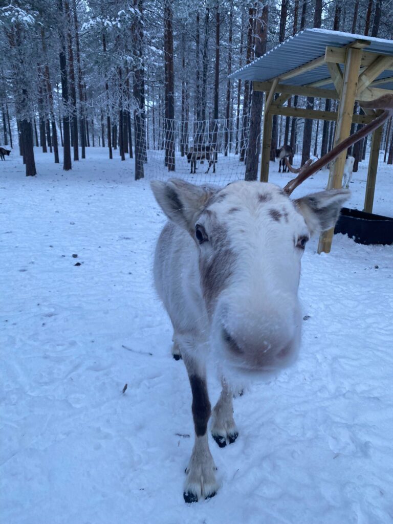 Rentier schaut genau in die Kamera.