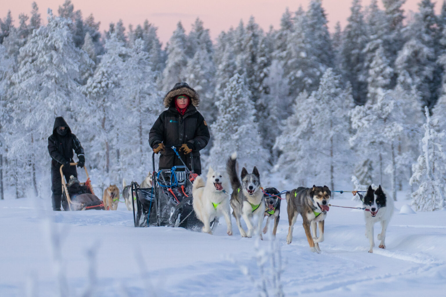 Zwei Hundegespanne mit Huskies in der schönen Natur schwedisch Lapplands.