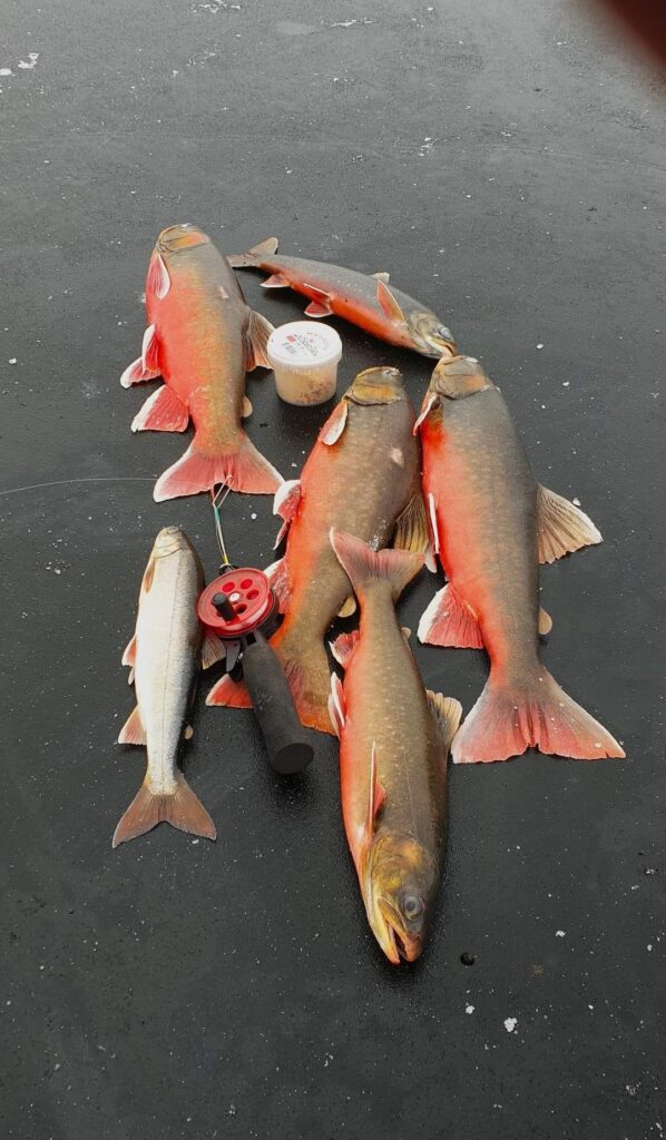 6 frisch geangelte Fische / Forellen auf Eis