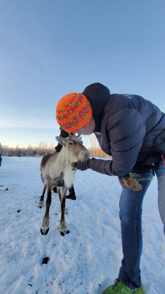 Rentiere zum streicheln in Cape Wild.
